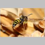 Symmorphus gracilis - Lehmwespe 08c 9mm mit Larve fdet11.jpg